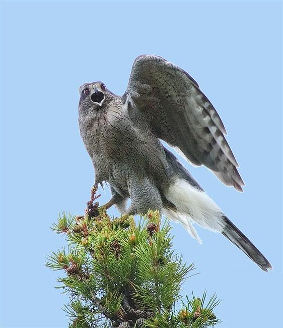 Falconry in Georgia